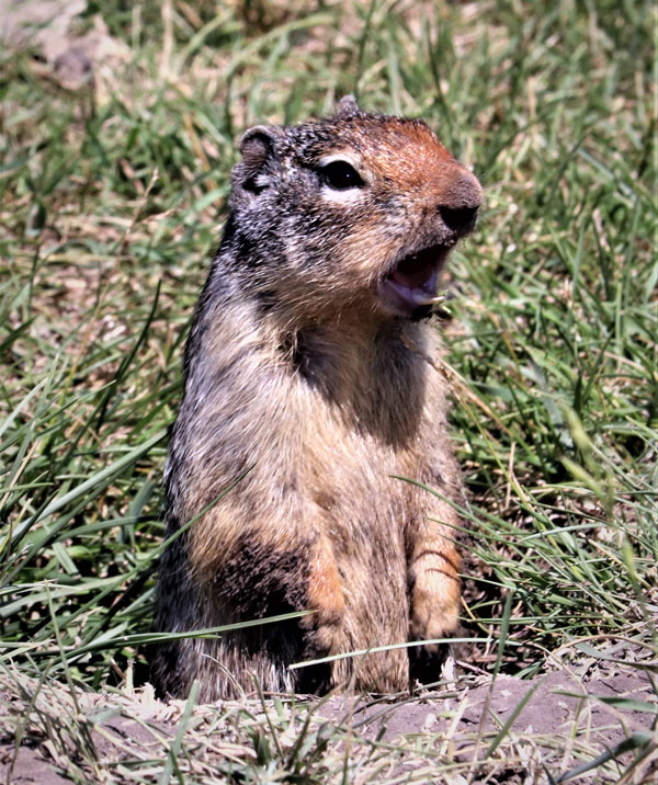 Image of a ground squirrel popping its head out of the ground 