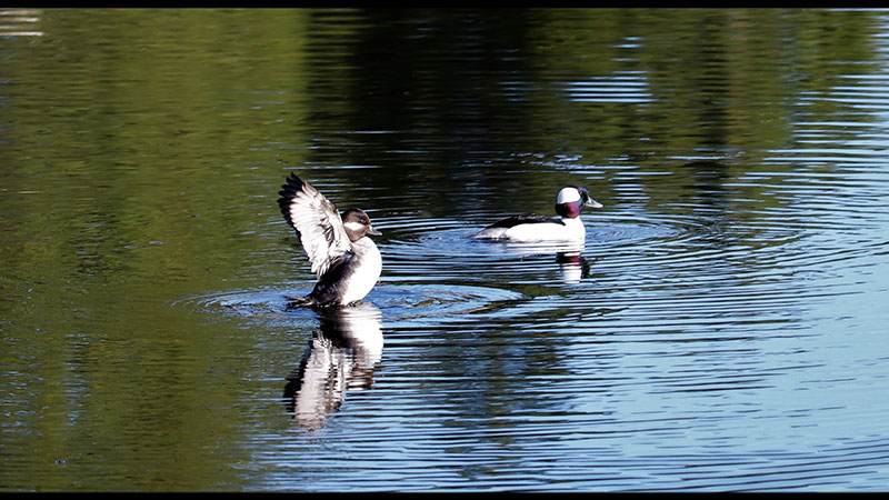 Two bufflehead ducks captured on photo by Julie Fletcher of Ferry County.