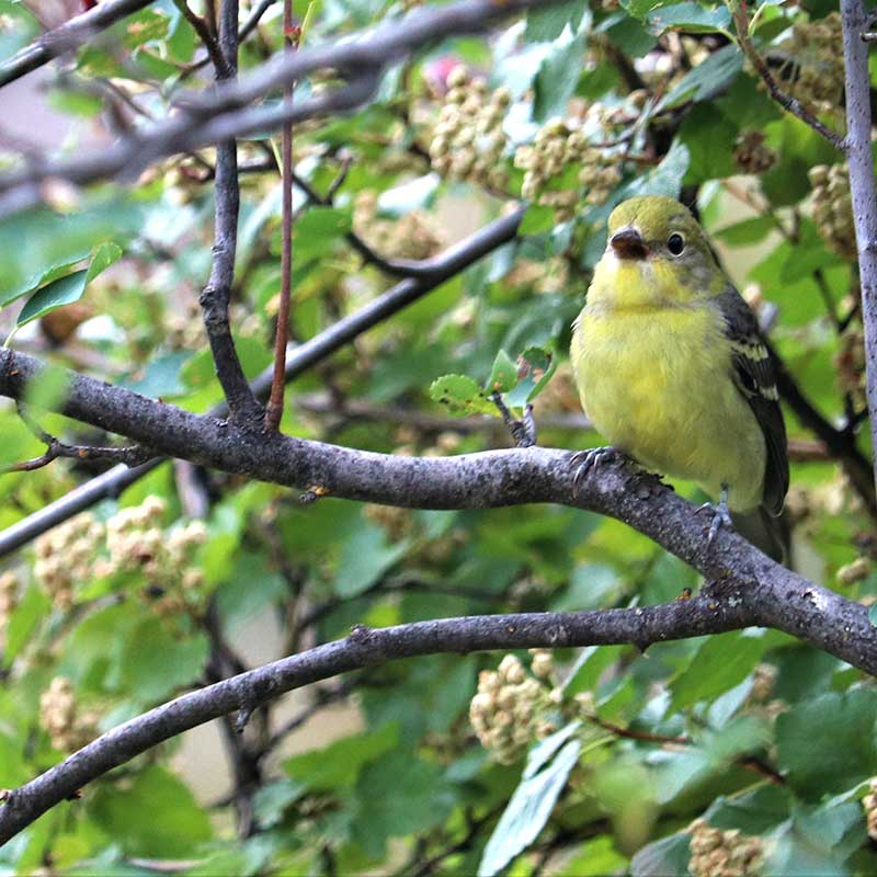 A yellow warbler perched on a tree