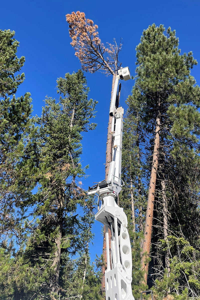 Tree Crew taking down a dead tree